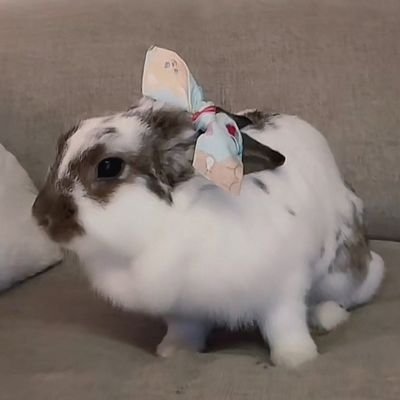 zhan1608's profile picture. 