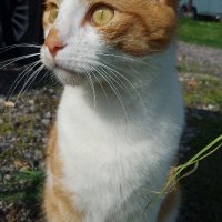 Ginger Beaumont (@nettywellsburr) 's Twitter Profile