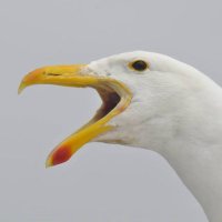 ellis 🎗️🍉 (@ellisbellachick) 's Twitter Profile Photo