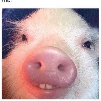 wenelopa's profile picture. Français judéo-chrétiens 🐷🇫🇷🇫🇷anti gauchistes immigration européenne mouvements de droite +++Action Réaction