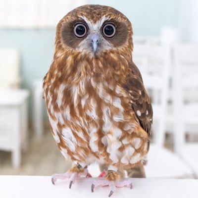 2022/07/30ニュージーランドアオバズクのナッツをお迎えしました！フクロウ飼育初心者のため、情報収集も兼ねてTwitter始めました！よろしくお願いします！無言フォロー失礼します🙏