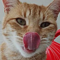 Ευγενικός Λουμπενάριος (@nikostinos) 's Twitter Profile Photo Ευγενικός Λουμπενάριος (@nikostinos) 's Twitter Profile Photo