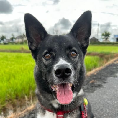 2アマ/アパマン50W、DXCC 150/保護犬飼ってます/外科専門医・救急医。旅する当直医。がんサバイバーの父。よろしくお願いします。