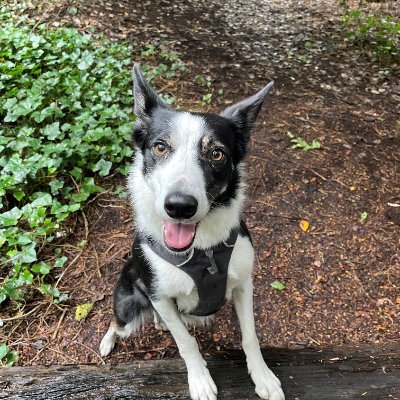 Dog mam. PR manager at VisitScotland. Chart. PR, MCIPR, Dip CIPR. Storyteller. Final Girl. Writing: https://t.co/2ifNPUiGuz. Views are my own.