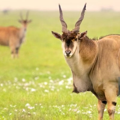 mhofu_1's profile picture. Cattle herder, Zw