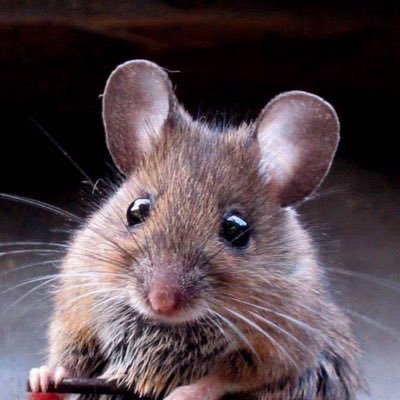 snuck97's profile picture. 