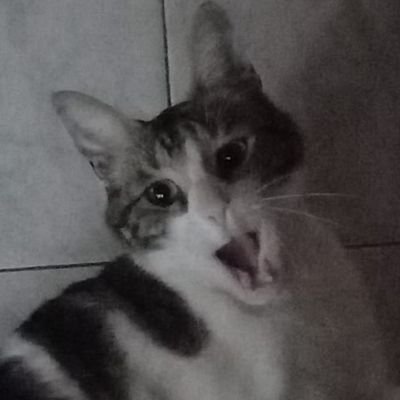 el gato de mi pfp es re autista creo