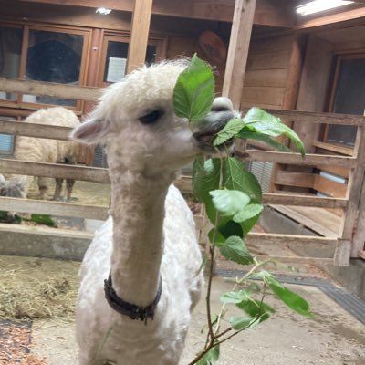 2次元メインの雑多垢(3次元は別) あんスタJin&AkiomiP 18↑ 3次元と界隈のぬい用の別垢→@K3jigen ポケコロ、ポケツイ、リヴリー、スタストとかもやったり