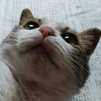 タラオ (@taraowo) 's Twitter Profile Photo