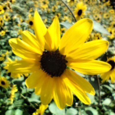 choki_katan's profile picture. 