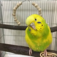 かぼぴっぴ🐤🐦フォロバゆっくりになります🙂 (@ayappe0210) 's Twitter Profile