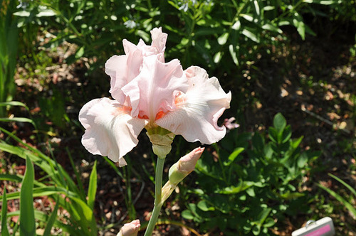 Iriswarehouse sells over 1,000 quality irises, daylilies, lilies, peonies & garden plants at discount prices. See https://t.co/KlGsFo7voj and https://t.co/oimU07TWSE.