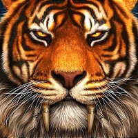 Tiger ❤️ DQ (@xevolizucot) 's Twitter Profile