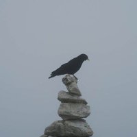 torav (@thetorav) 's Twitter Profile