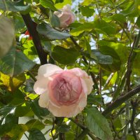 Síne (@sinekenny) 's Twitter Profile