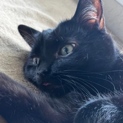 CheezerTheGrate Profile