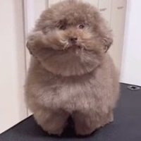 Chunch (@chunchbunch) 's Twitter Profile