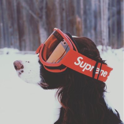 Dr_Robs's profile picture. 