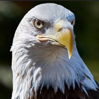 Gillion (@gillion2000) 's Twitter Profile