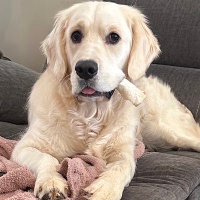 Hi I'm Maggie Mae and I am an English Cream Golden Retriever. I was born on January 9th 2022. I love all my toys and all the treats.