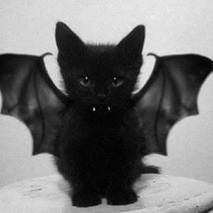 Celtic_Texan's profile picture. TX music 🎶, writer, editor, Army lab officer 🏥 The good, the bad, the comic. Occasionally witty.  Sapiosexual. Often satirical. 🌊🌊 BLUE!!  Fully immunized.