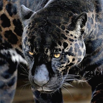 basket_jaguar Profile