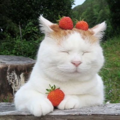 🍓🧀🐈