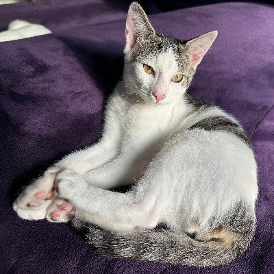SchroderStark's profile picture. I like to curl up with Mom & Dad, and play with my sister Chocolate.