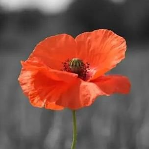 scaricus's profile picture. 