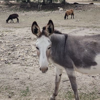 I am laid back ...I love photography and cows.
#dallascowboys