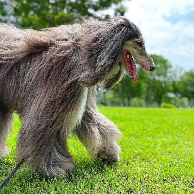 私はうちの犬が大好きです🐕🐕🐕