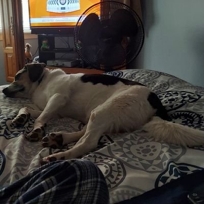 TheLucky85's profile picture. if I comment go ahead and reply I'll never look because your thoughts mean nothing to me I say what I say and never look back deal with it U little tools. MAGA!