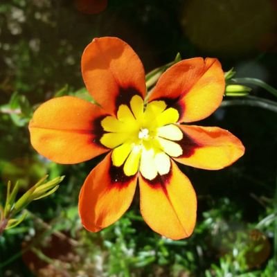 @Eco_Star_Light