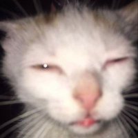 lidi (@caanyon) 's Twitter Profile
