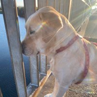 ももたんとポンコツ飼い主 (@katsumi2203) 's Twitter Profile