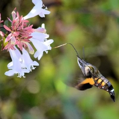 埼玉県でプランター家庭菜園に勤しむ35歳。子供の食育の為にと始めましたが、もはや自分の趣味に…。
夜間しかプランターのお世話出来ないので、投稿写真は闇多め。
DIYやったりおつまみ作ったりします。