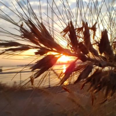 xuguangqi_ming's profile picture. It's a joke