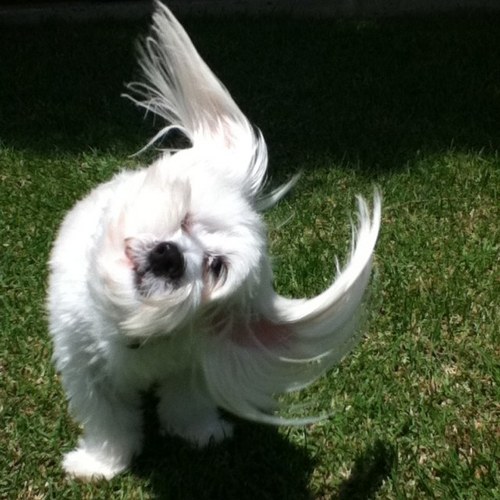 67shellybelly44's profile picture. Best friend of Hurley the Malt-zu,Speckles the budgie,Mr Whippy the whippet. Nurse.Mum of two teenagers & long suffering partner of a fishaholic & beer drinker.