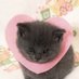 momo (@guacamomole) Twitter profile photo momo (@guacamomole) Twitter profile photo