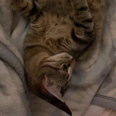 猫の鼻をツンツンするのが生きがいです