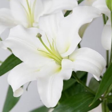 4396V's profile picture. 最近百合絵をいいねするだけの人になりつつある