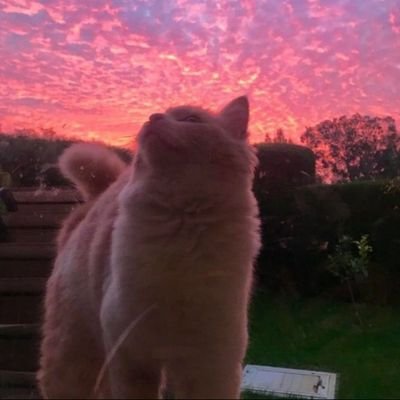 hallo_cab's profile picture. 