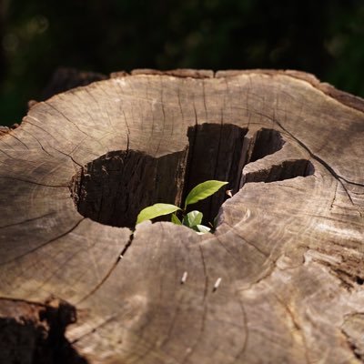 hide_tk_hide's profile picture. やー！