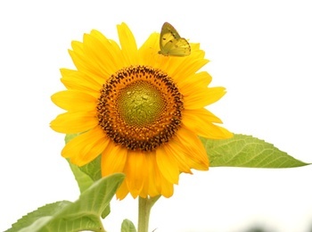 2012sunflower Profile Picture