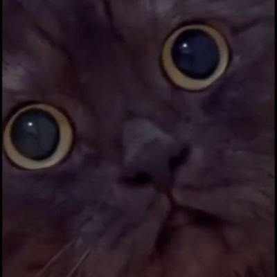 smooshypuss Profile Picture