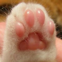 CAT's PAW ∞ TΛNSSI (@catspaw1803) 's Twitter Profile