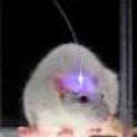 JimeV Augmented Mouse(@Jelwoodv) 's Twitter Profile Photo