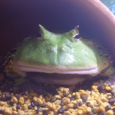tsunotsuno_frog Profile Picture