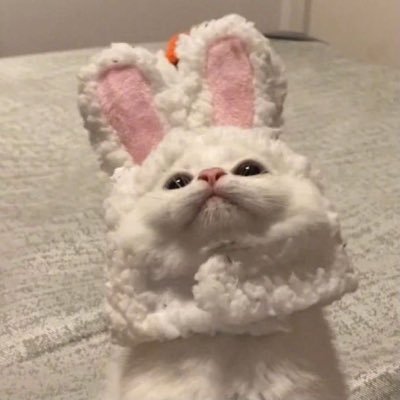 defluerpear's profile picture. ୨୧ ˖ ˚ sample video for sale in https://t.co/78xXI6y0EK ˚ ˖ ୨୧