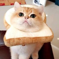 twistedwhale🐳くじら (@twistedwhale1) 's Twitter Profile